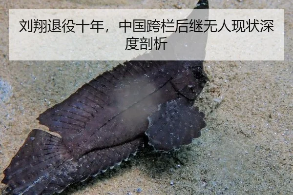 刘翔退役十年，中国跨栏后继无人现状深度剖析